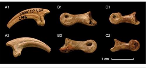 黄昏龙锋利的趾状骨骼